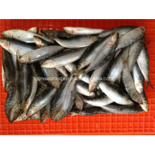 Small Specification W/R Frozen Sardine Fish